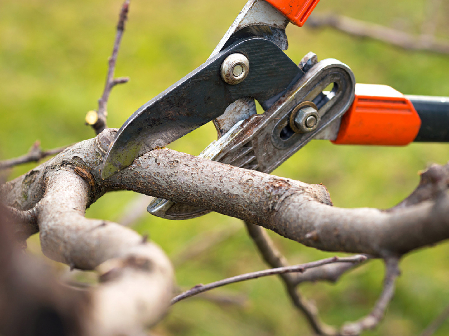 Tree Trimming & Pruning: Tallahassee, FL | DCG Lawn Care ...